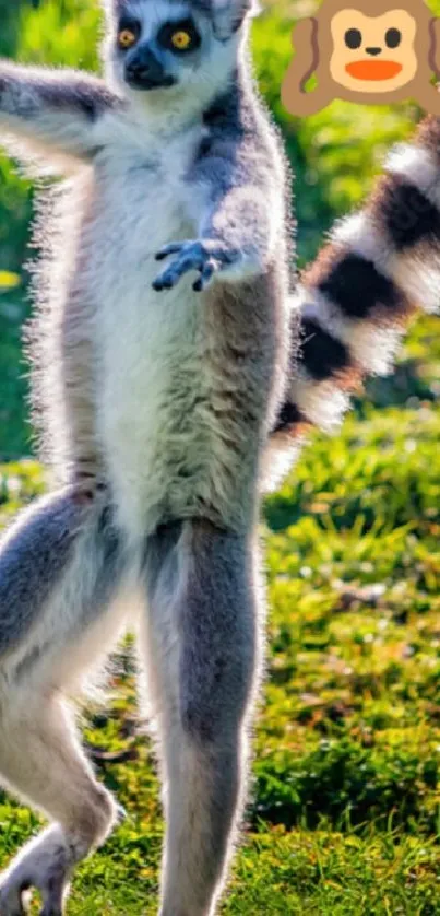 Lemur standing playfully on green grass in a bright nature setting.