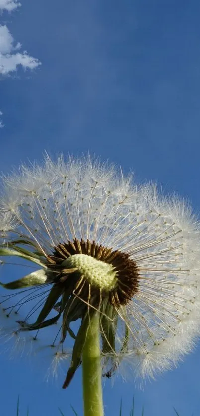 Dandelion against a clear blue sky with soft white clouds.