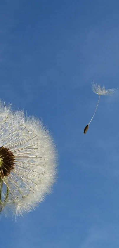 Dandelion seeds floating against a clear blue sky.