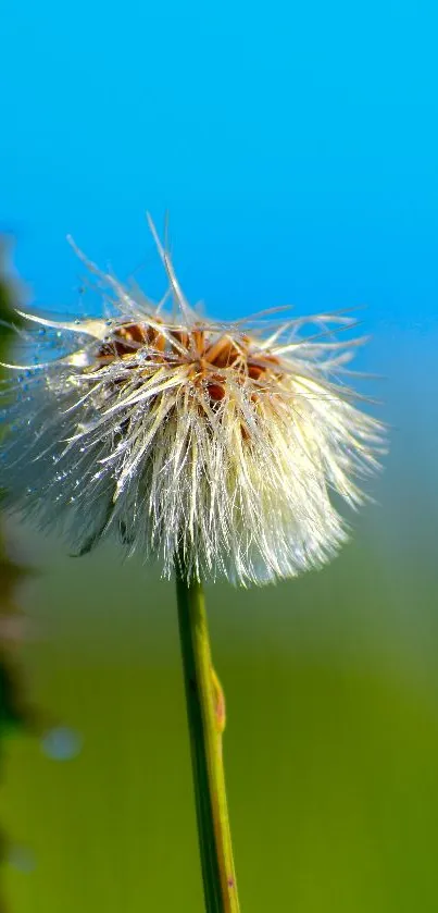 Dandelion flower with vibrant blue sky background in a close-up view.