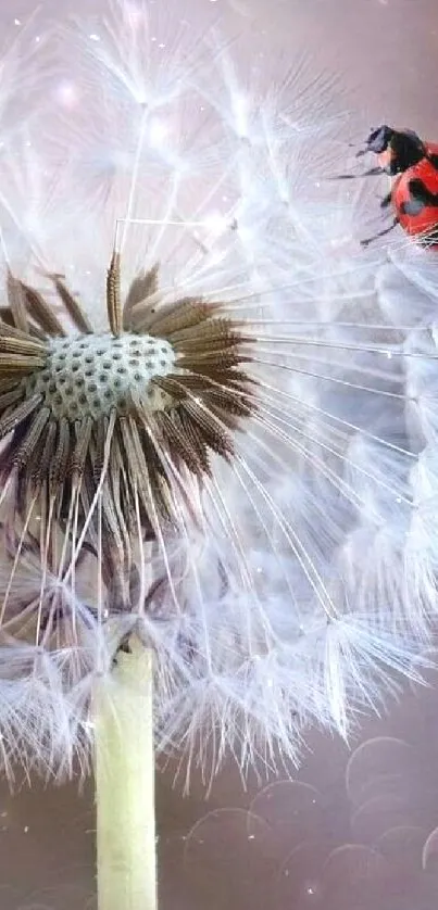 Dandelion with ladybug on a soft lavender background.