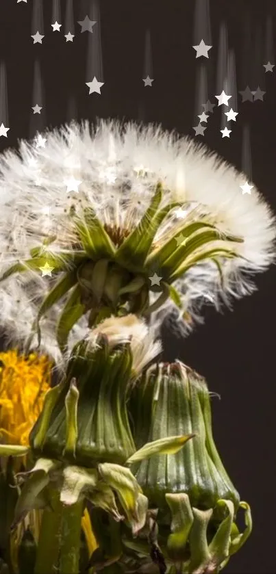 Dandelion with starry background wallpaper for mobile screens.