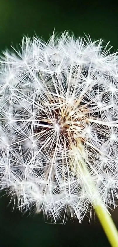 Close-up of a dandelion with delicate white seeds on a green background.