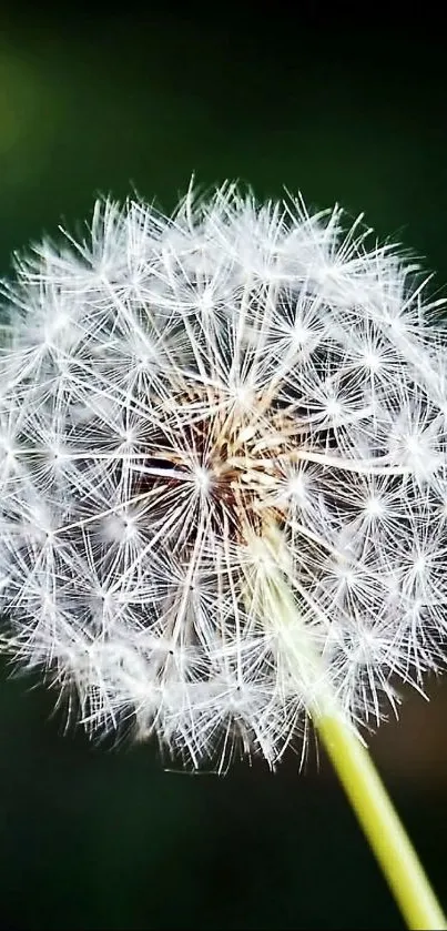 Close-up of a delicate dandelion on a dark background.