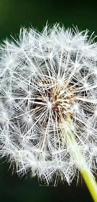 Close-up shot of a delicate dandelion against a green background.