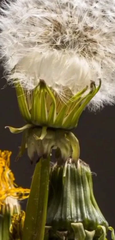 Close-up of a dandelion seedhead with green and yellow details.