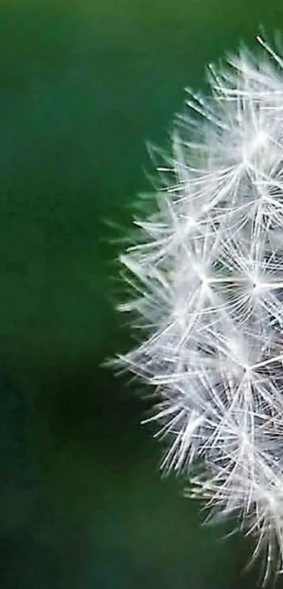 Close-up of a dandelion on a green background wallpaper.