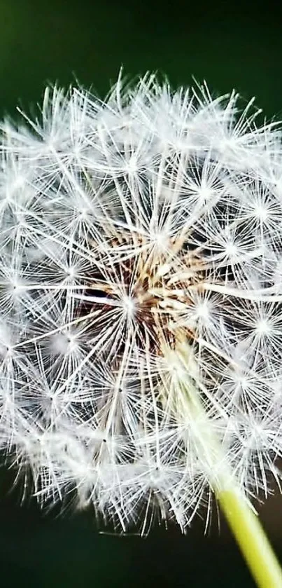 Close-up of a dandelion against a green background for mobile wallpaper.