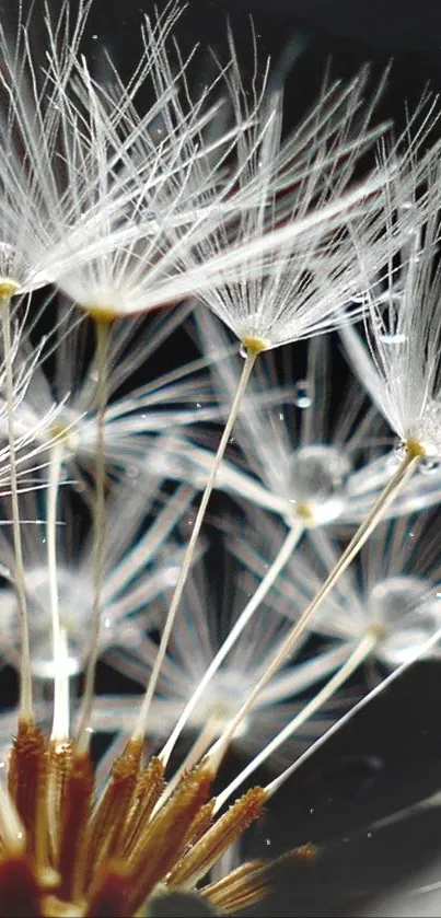 Close-up of a dandelion with delicate seeds against a black background.