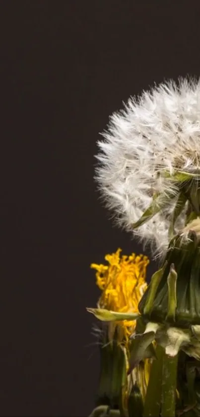 Close-up dandelion on dark background wallpaper.