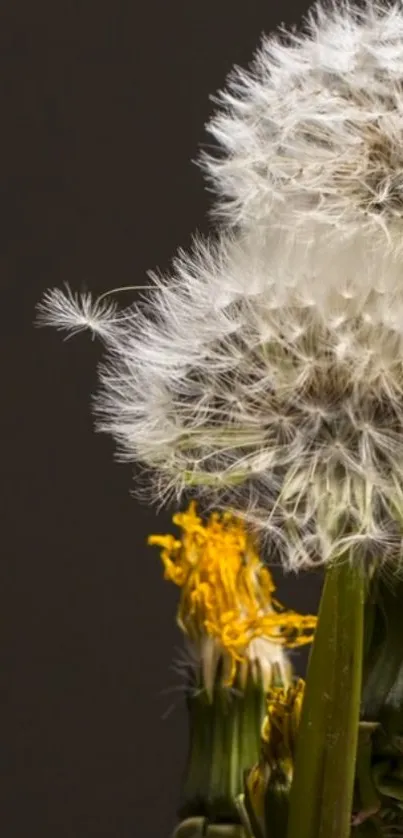 Close-up of a dandelion with visible seeds.