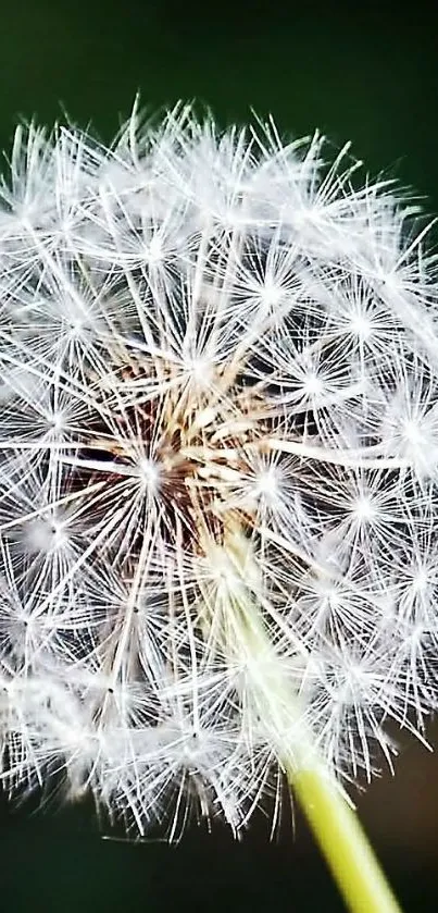 Close-up of a dandelion seed head on a green background.