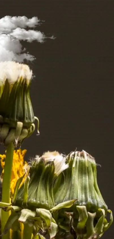 Dandelions with clouds on dark background wallpaper.