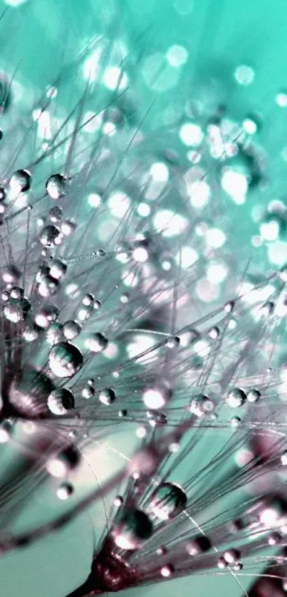 Close-up of dandelion with dewdrops and teal background.