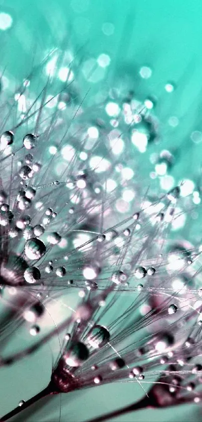 Dandelion seeds with dewdrops close-up.