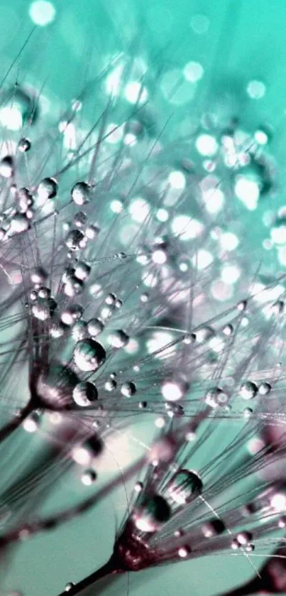 Dandelion with dewdrops on turquoise background.