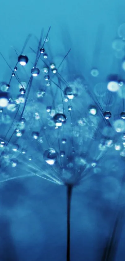 Close-up of dandelion seeds with dewdrops on a blue background.