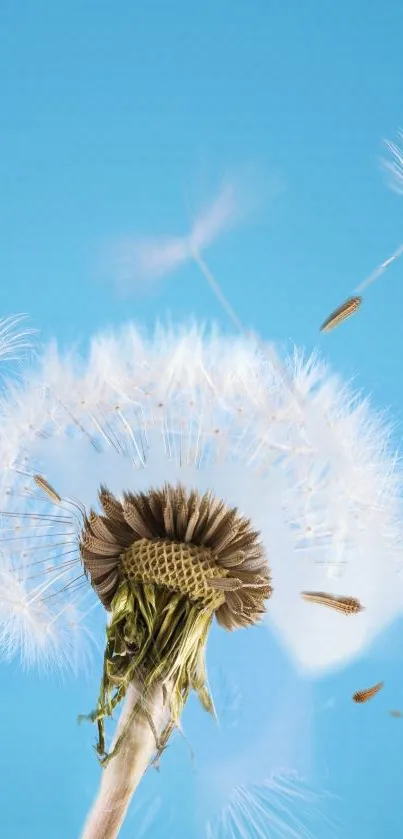 Dandelion seeds blowing against a clear blue sky.