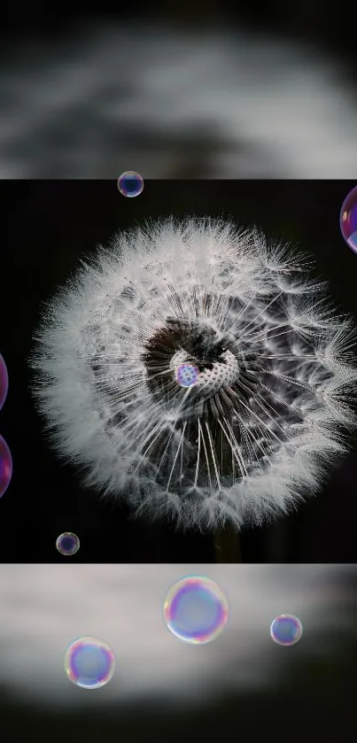 Mobile wallpaper with dandelion and bubbles on dark background.