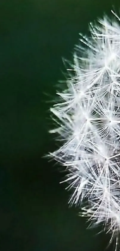 Close-up of a white dandelion on a dark green background.