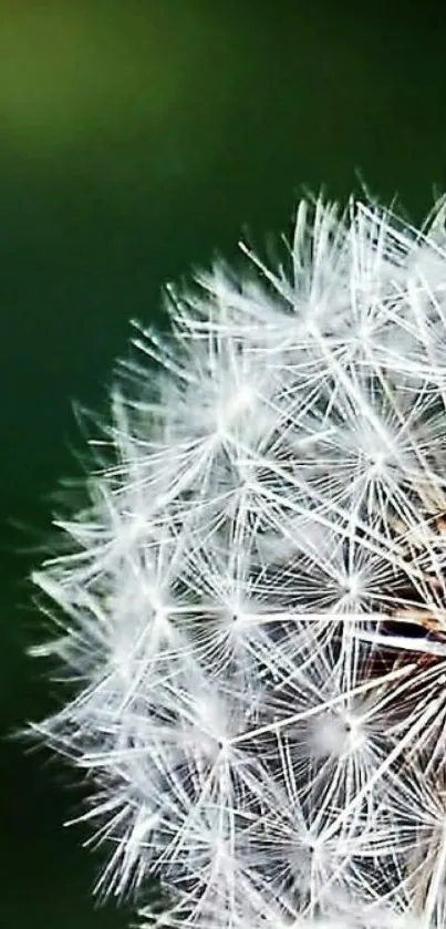 Close-up of a dandelion against a green background, perfect for mobile wallpaper.