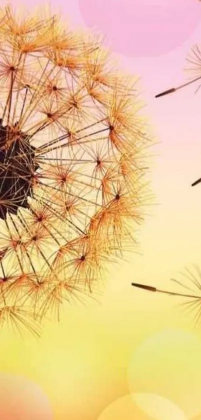 Dandelion against a pastel pink gradient background.