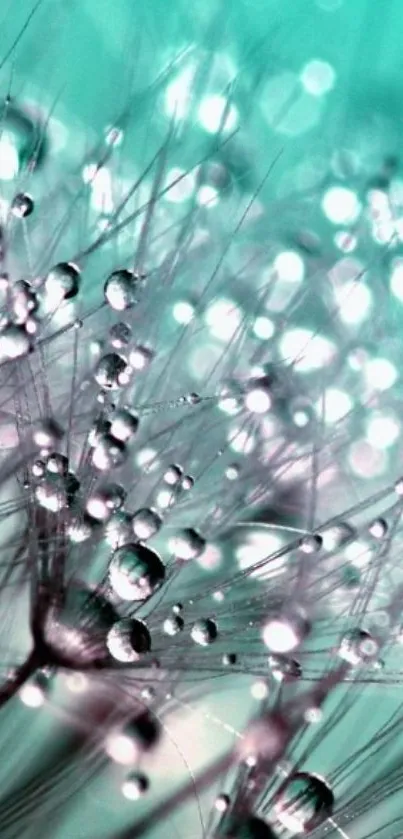 Dandelion seeds with dewdrops on turquoise background.