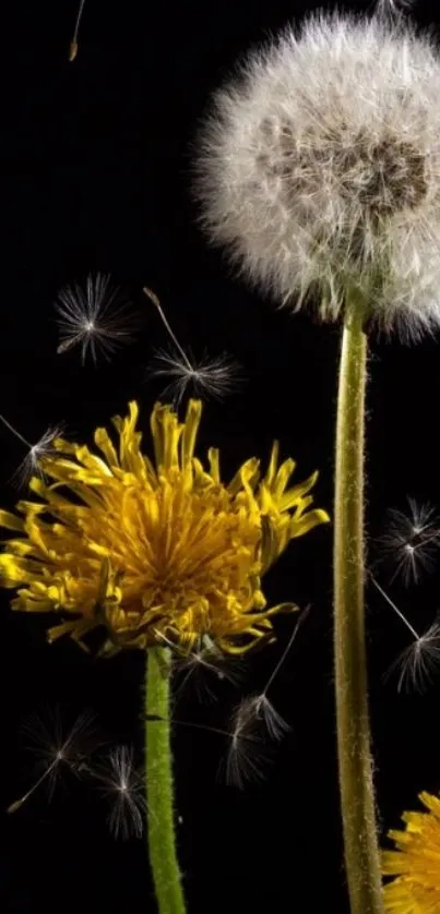 Dandelion and seeds on black background wallpaper.