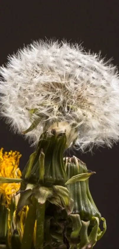 Close-up of dandelion with black background.