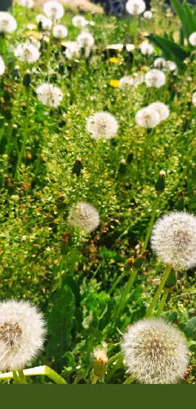 Serene dandelion field with lush green backdrop.