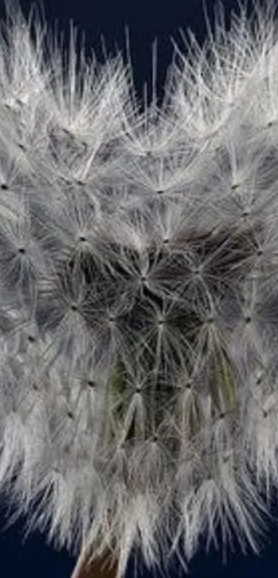 Heart-shaped dandelion on dark blue background wallpaper.