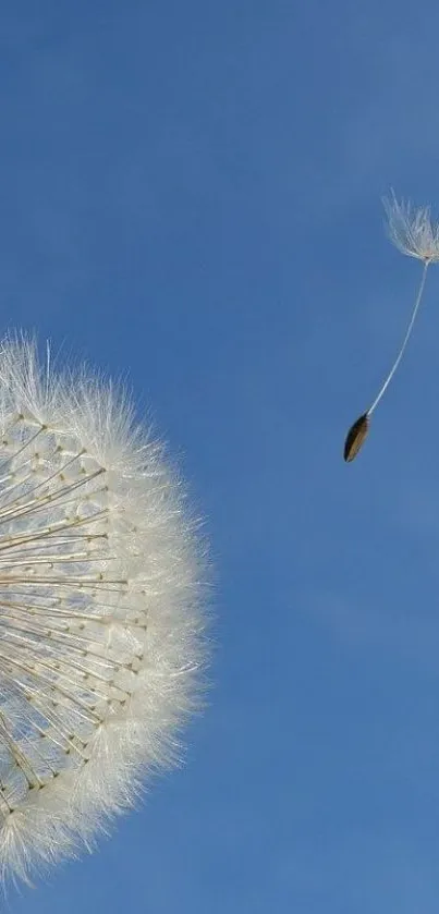 Dandelion fluff floating in the clear blue sky.