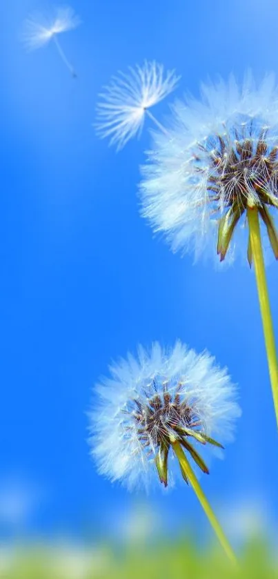 Dandelion flowers sway against a vivid blue sky.