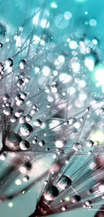 Dew-covered dandelion with turquoise background.