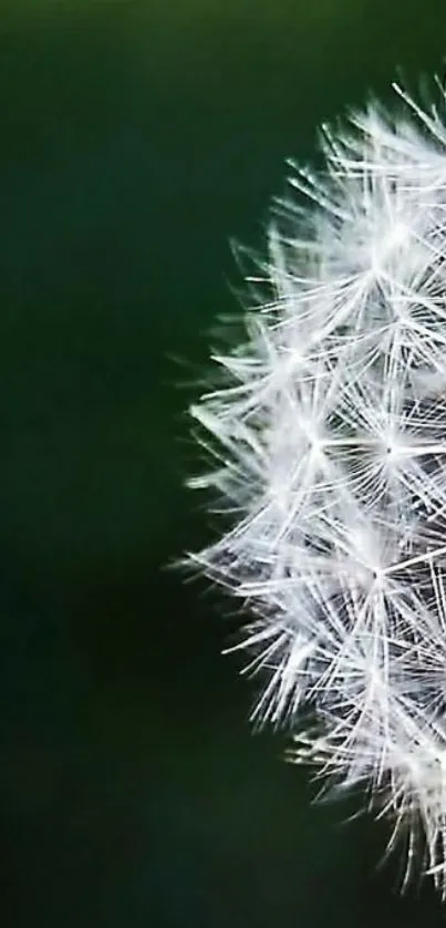 Close-up view of a dandelion against a dark green background.