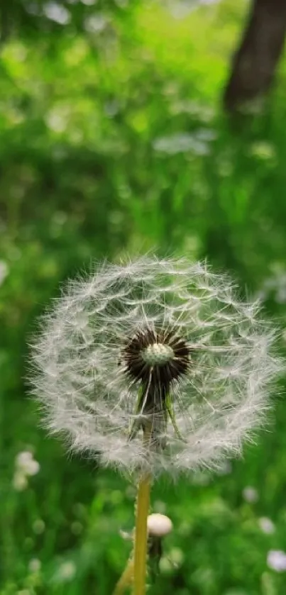 Dandelion in a lush green meadow with trees and grass