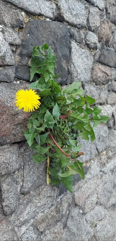 Yellow dandelion growing on a rustic stone wall.