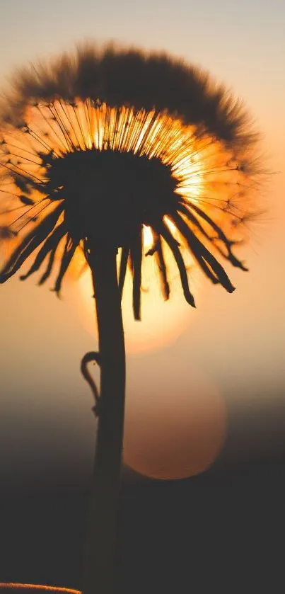 Dandelion silhouette at sunset with warm orange glow.