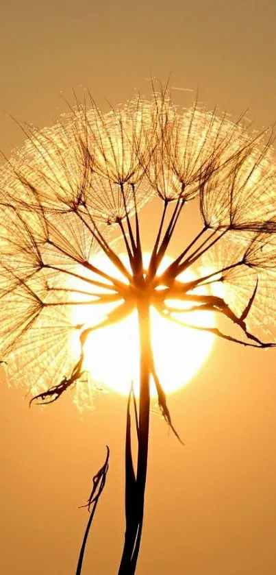 Silhouette of a dandelion against a vibrant sunset sky.