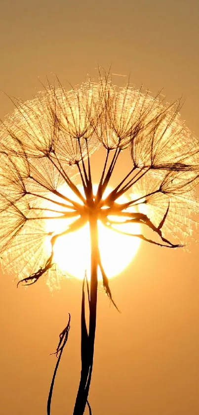 Silhouette of a dandelion against a glowing sunset sky, capturing serene beauty.