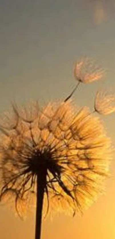 Golden sunset with dandelion silhouette against the evening sky.