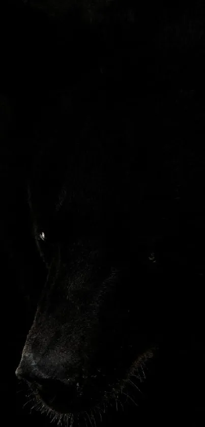 Mysterious black bear in dark setting wallpaper.