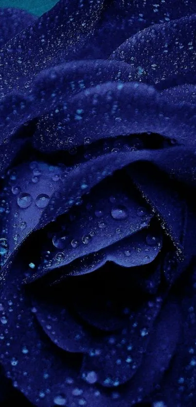 Dark blue rose with water droplets, elegant mobile wallpaper.