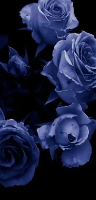 Dark blue roses on a black background mobile wallpaper.