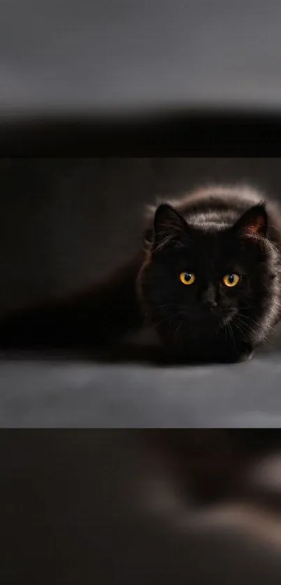 Dark black cat with bright orange eyes against a shadowy background.