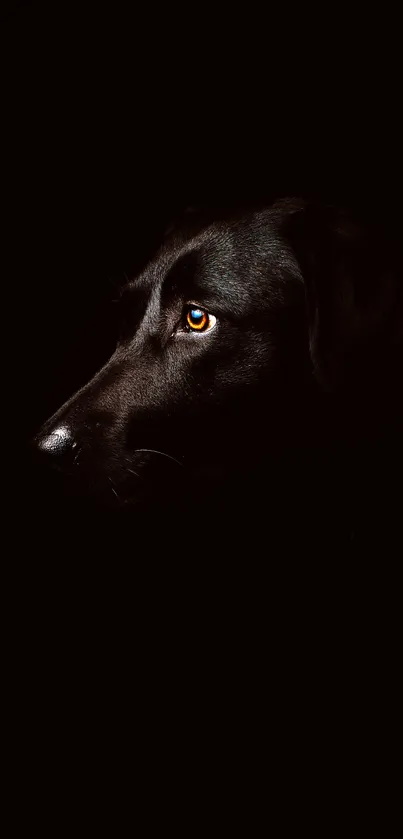 Dark silhouette of Labrador dog against black background.