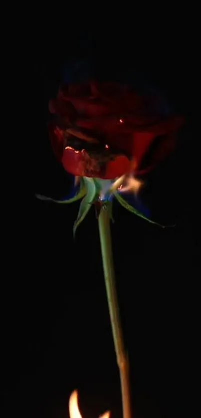 A burning rose on a dark mobile wallpaper background.