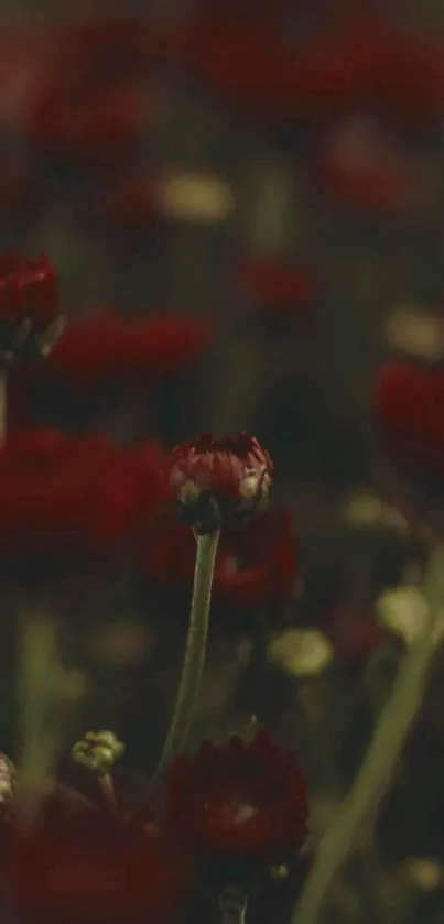 Dark red flowers in a moody, nature-inspired wallpaper.