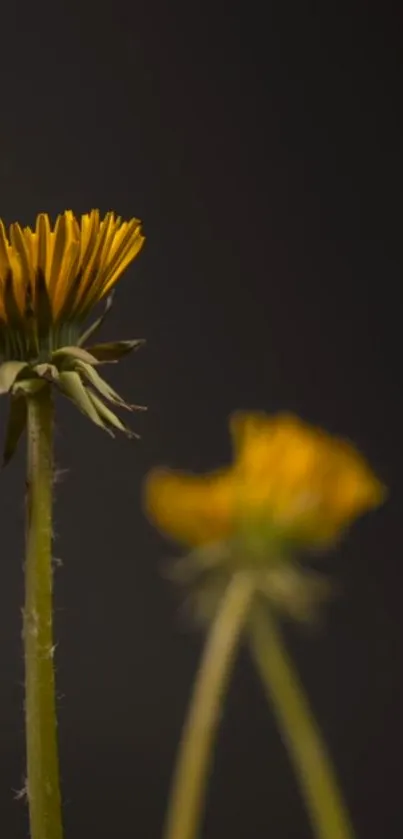 Yellow flower against a dark background on wallpaper.