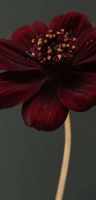 Burgundy cosmos flower on a dark background.